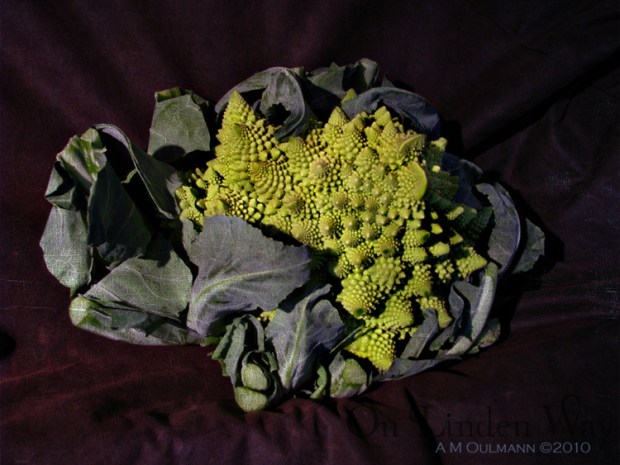 5169724052_5073914be6_b