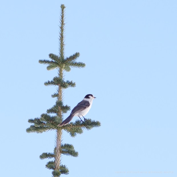 Olympus 75mm f/1.8 lens