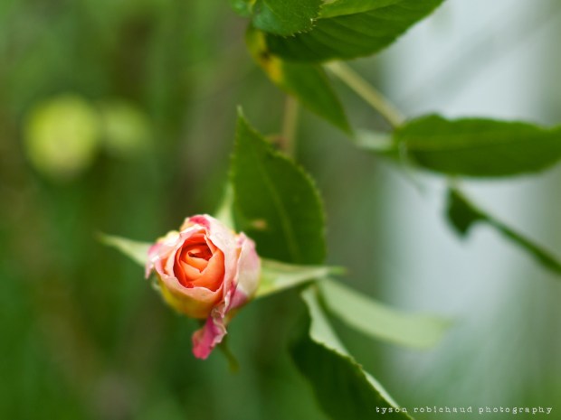 FD55mm @f/1.2 on Panasonic GX7