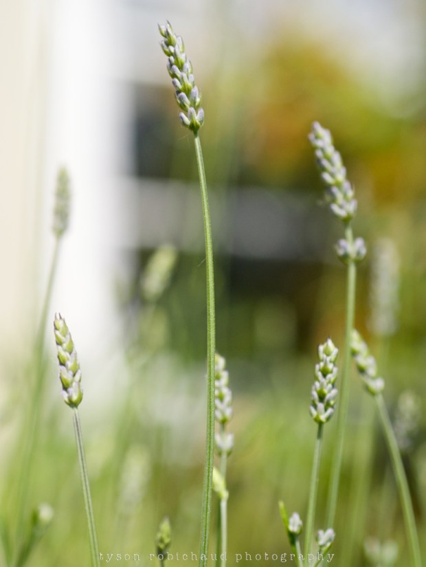 P1050754 - Version 2