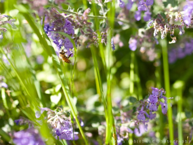 P1050760 - Version 2