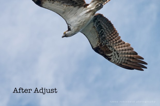 P1120951 - Version 2 (2)