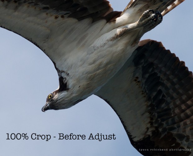 P1120951 - Version 3 (1)