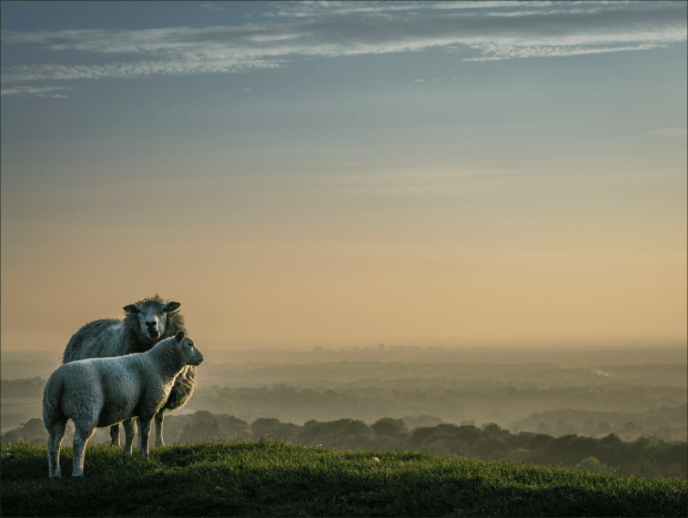 Evening Glow by billyburg