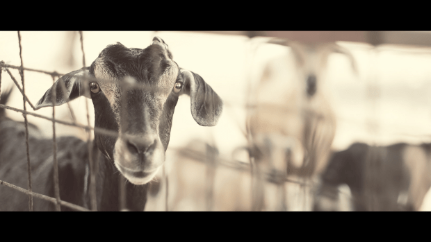 "Call of the Goats" by AnggaPJ