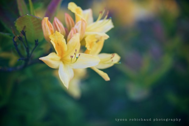 100mac-iso800-f4-1000