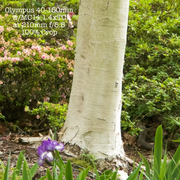 40150MC14-210mm-f56out100crop