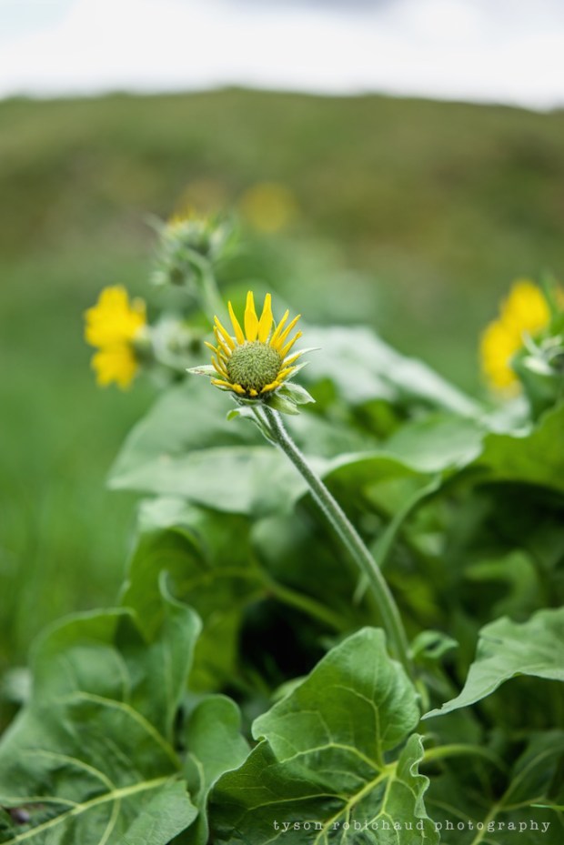 zeiss 55 sonnar on sony a7II