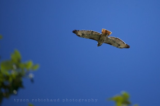 IMG_9074 - Version 2