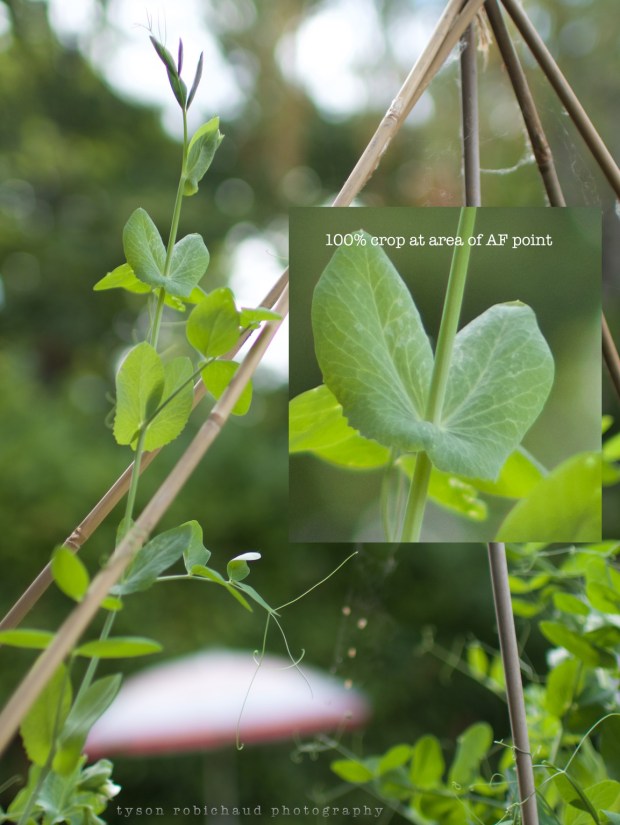 green on green with kipon adapter